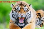 खूंटी में बाघ की इंट्री, ग्रामीणों में दहशत, अलर्ट मोड में वन विभाग