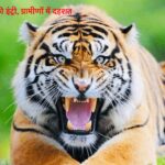 खूंटी में बाघ की इंट्री, ग्रामीणों में दहशत, अलर्ट मोड में वन विभाग