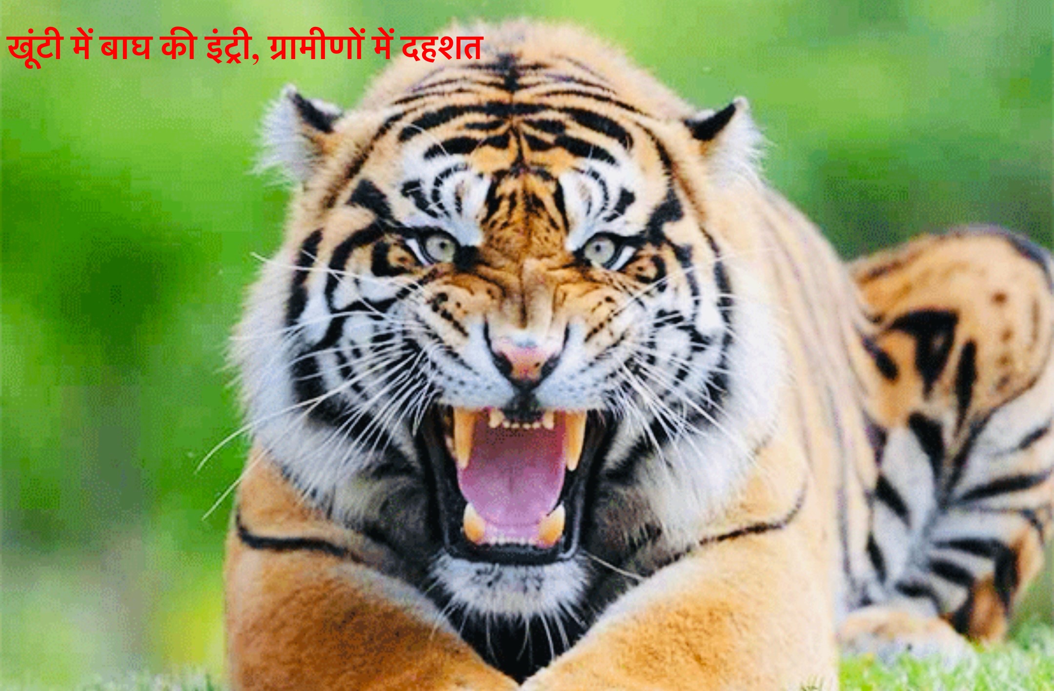 खूंटी में बाघ की इंट्री, ग्रामीणों में दहशत, अलर्ट मोड में वन विभाग